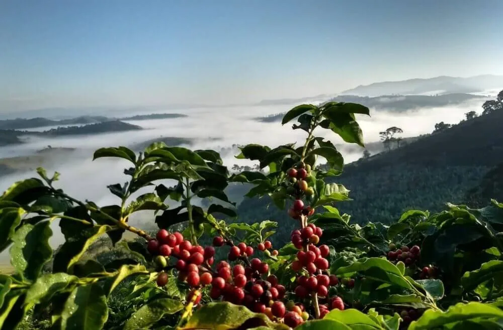 Brasil é dono do título de melhor café do planeta