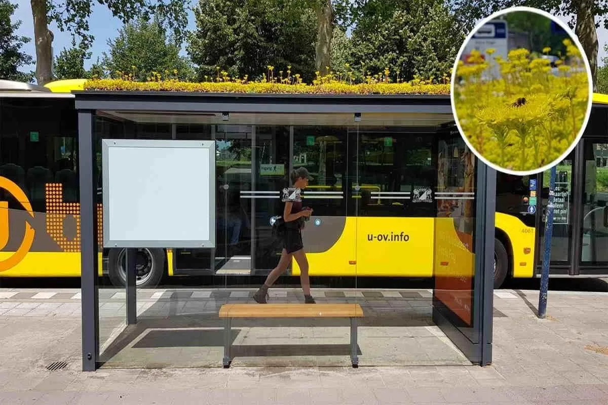 Flores em pontos de ônibus na Holanda para atrair abelhas