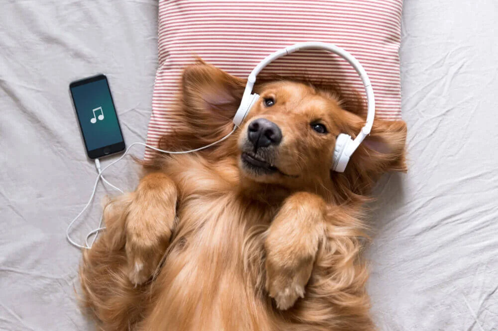 Podcast exclusivo para cães e playlist de Spotify para pets? Sim, ambos existem