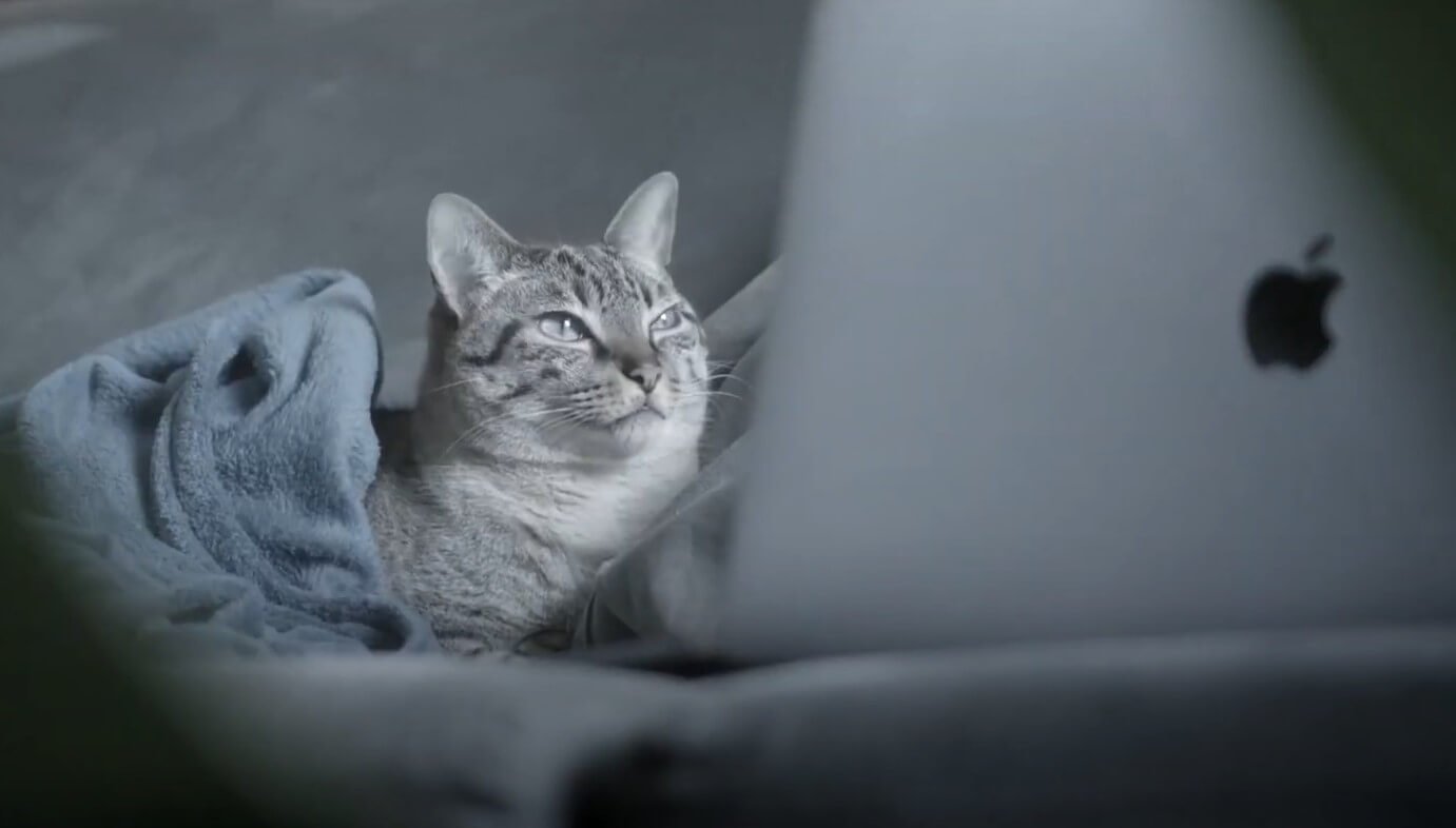 "Catrentine", curta brasileiro no Cannes Lions compara vida de publicitário em quarentena à de um gato