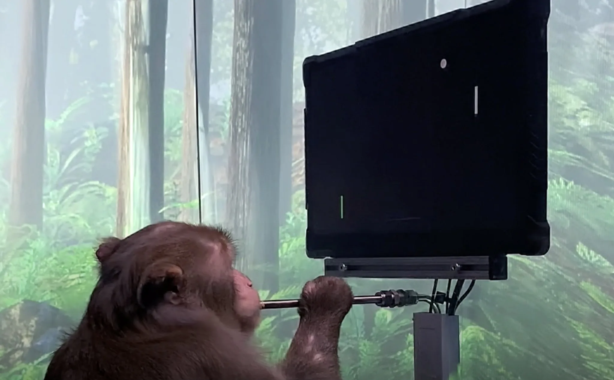 Um macaco jogando pong... com a mente. Confira a última do Elon Musk