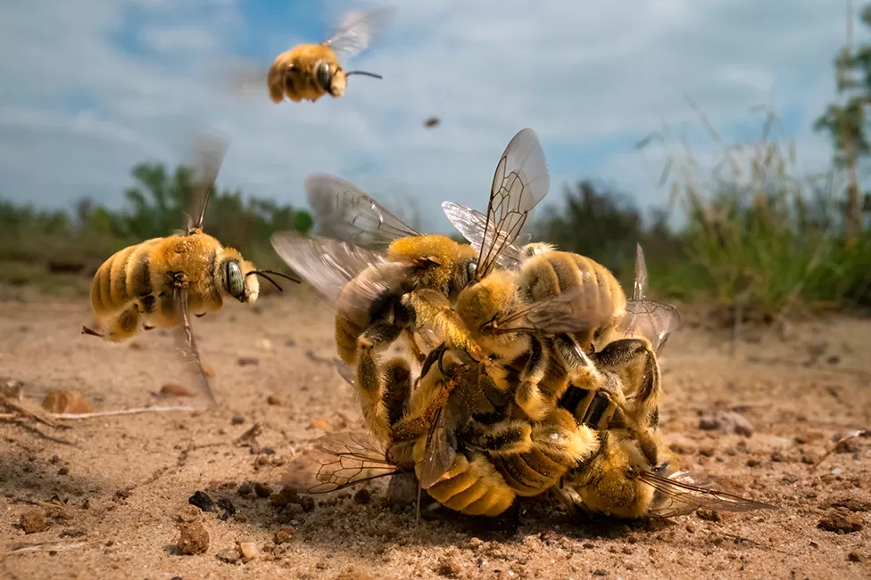 Bola de abelhas enfurecidas vence o "Wildlife Photographer of the Year"