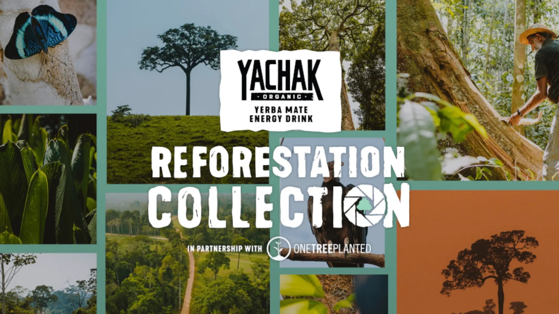 Biblioteca de imagens financia o reflorestamento da Amazônia a cada compra 