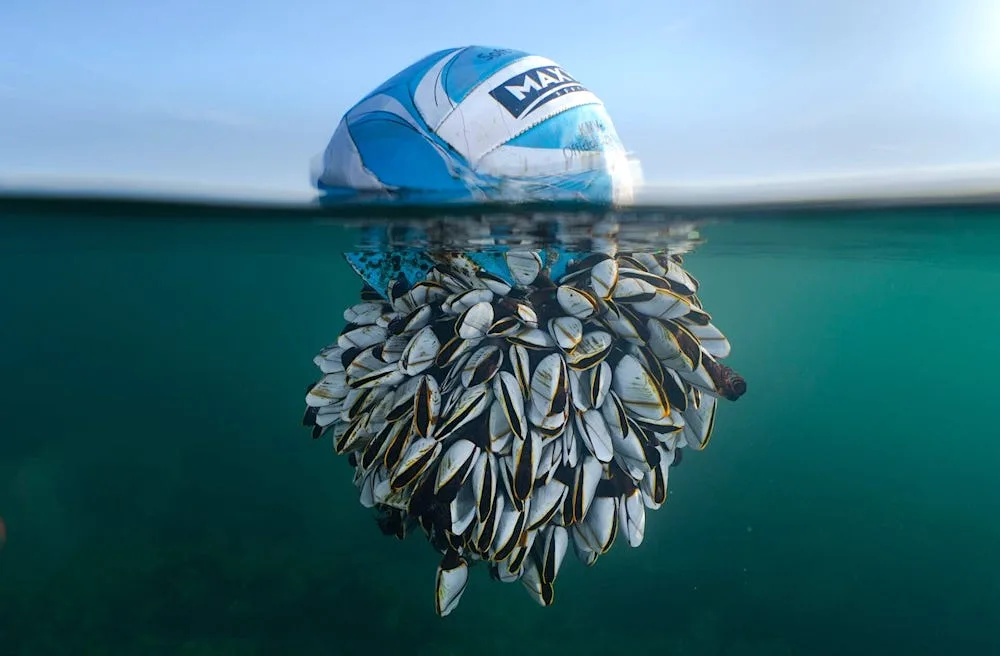British Wildlife Photography Awards,Fotografia de vida selvagem,Preservação ambiental,Ryan Stalker,Ocean Drifter