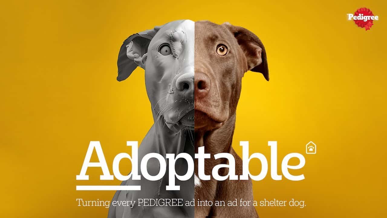 Adoptable dog campaign by Pedigree with half dog face and half digital rendering on yellow background.