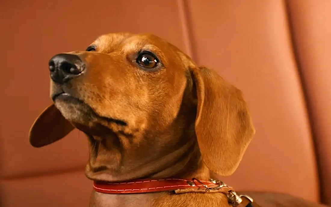 Cachorro marrom com coleira vermelha olhando para cima.