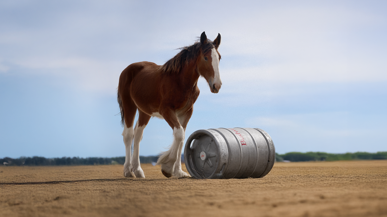 O valor de um Storytelling verdadeiro: o sucesso dos Clydesdales da Budweiser no Super Bowl