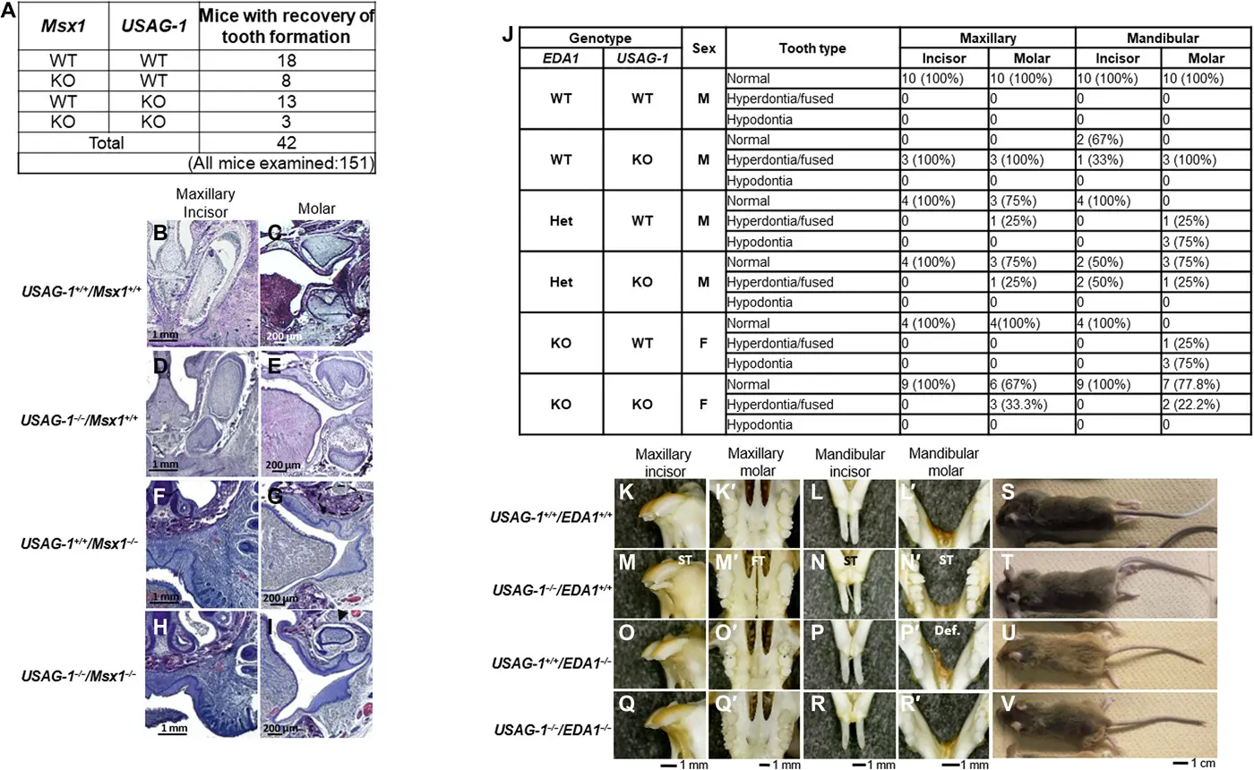 Tabela e imagens sobre formação dentária em ratos.
