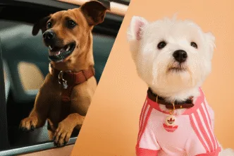 Dois cães em carro e pose elegante.
