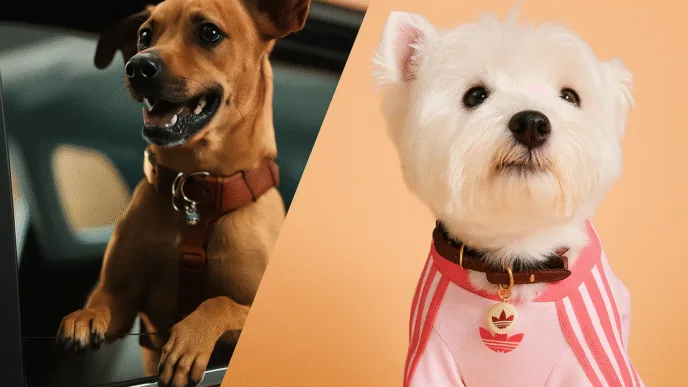 Dois cães em carro e pose elegante.