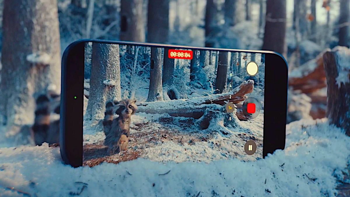 Celular gravando guaxinim em floresta nevada.