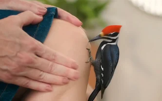 Pica-pau pousado em uma perna humana