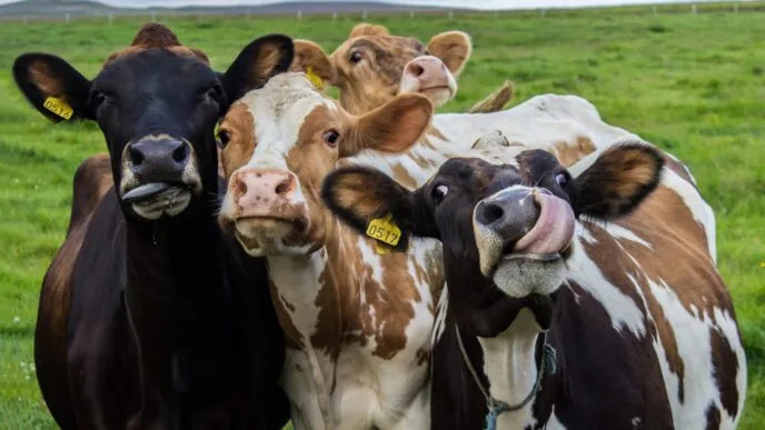 Quatro vacas curiosas em campo verde.